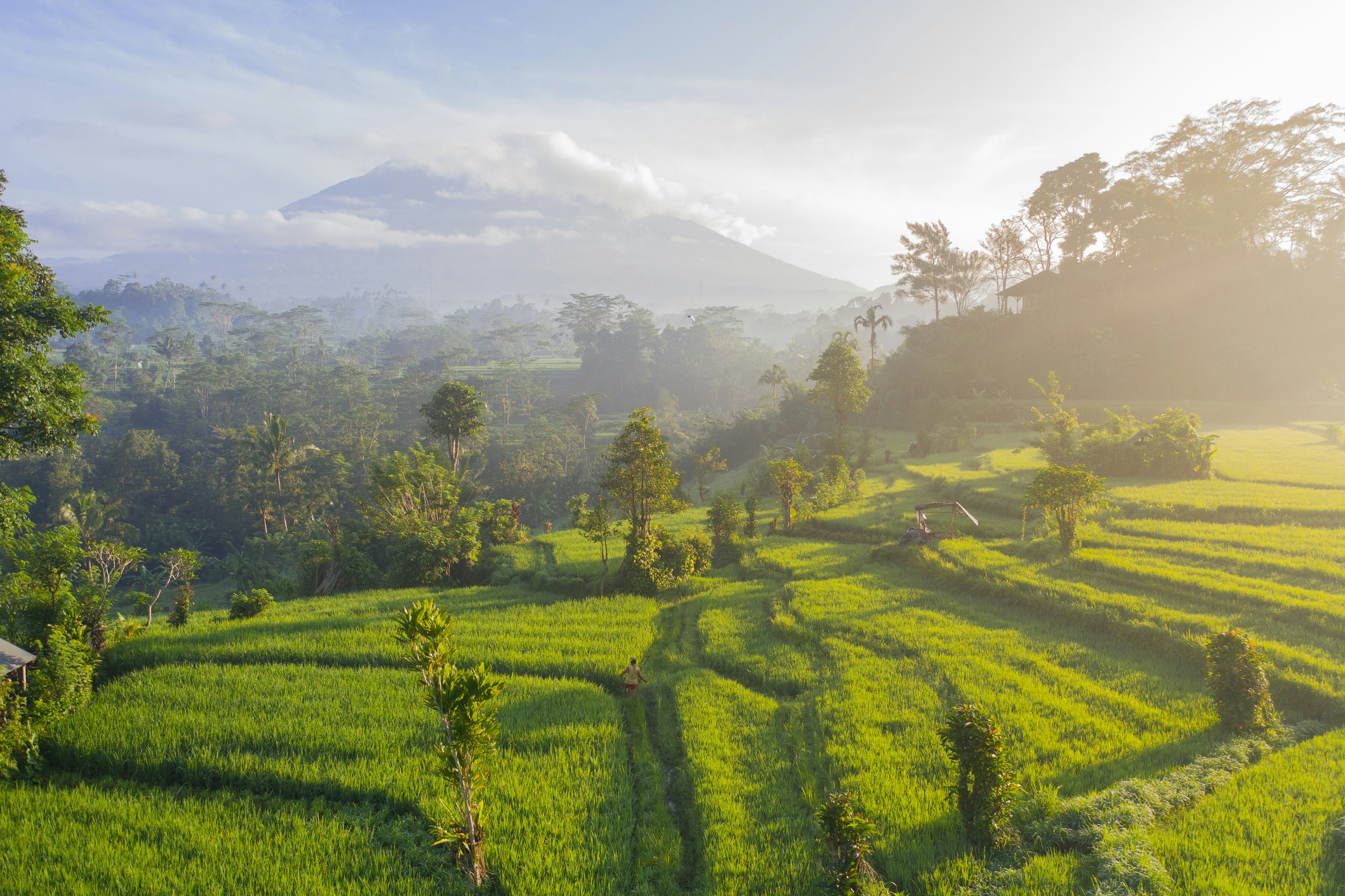Bali Custom Travel Package - Rice Terraces
