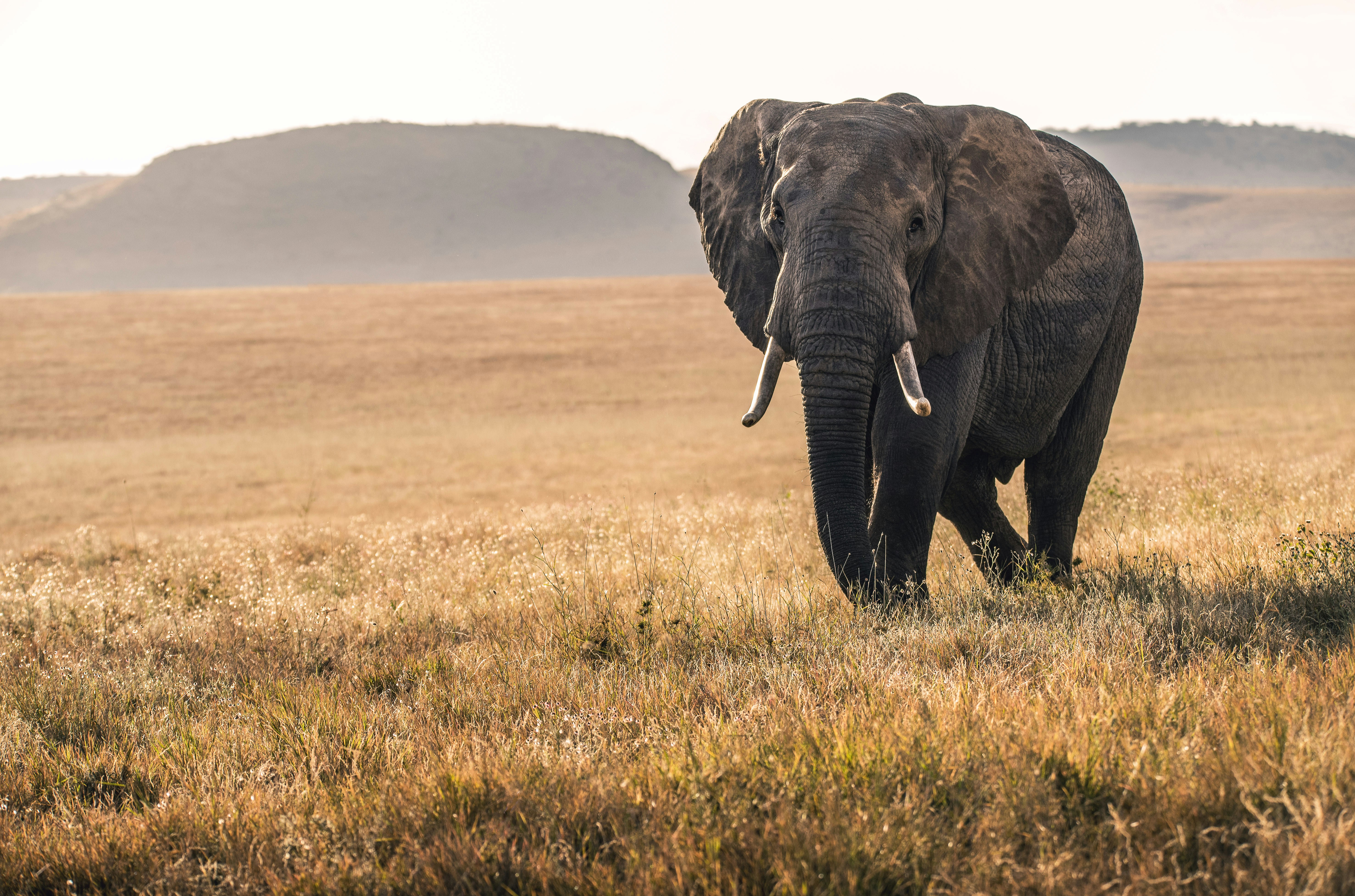 Kenya Safari Adventure