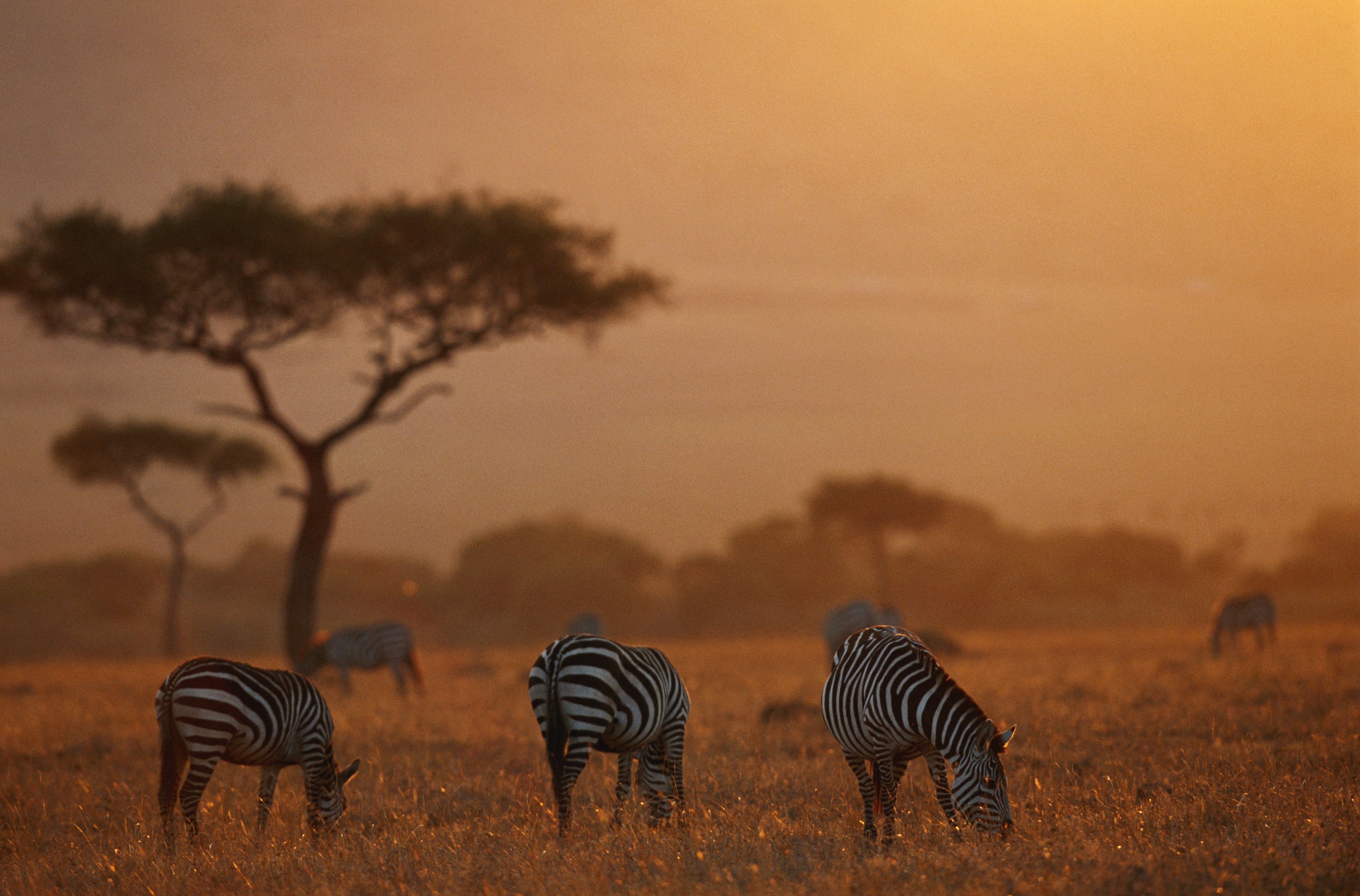 Maasai Village